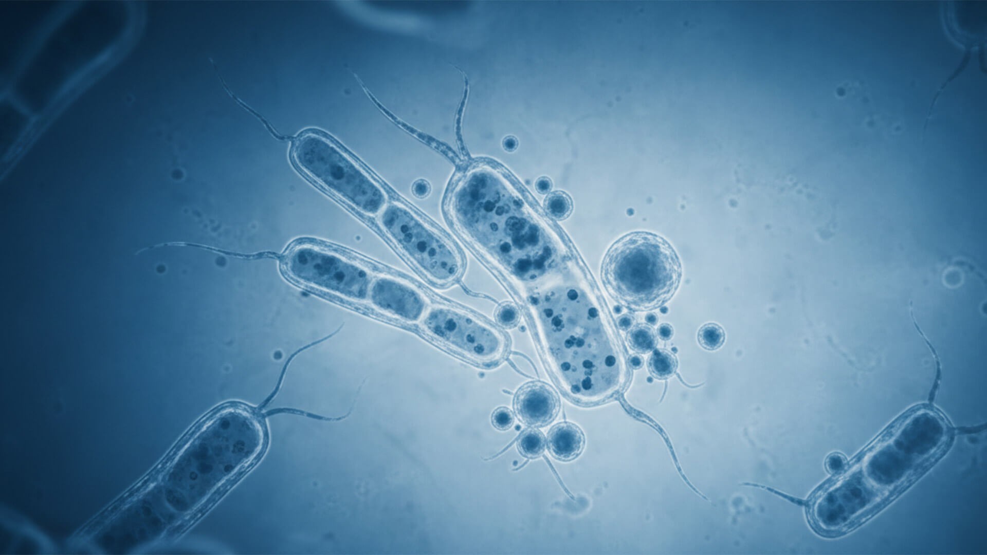 260220_CERTANIA_GBD_Website_MicroscopicBacteria 260220_CERTANIA_GBD_Website_MicroscopicBacteria